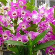 Muda de Orquídea Dendrobium Nobile 52 - DD52