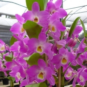 Muda de Orquídea Dendrobium Nobile 86 - DD86