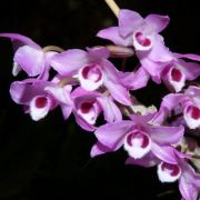Muda de Orquídea Dendrobium parishii ESP-130-1