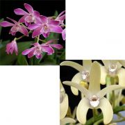 Muda de Orquídea Dendrodium (Berry x speciosum) ESP-134-3