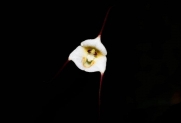 Muda de Orquídea Dracula Lotex - Orquídea cara de macaco