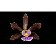 Muda de Orquídea Encyclia Chapadensis