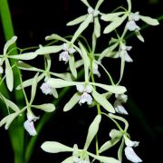 Muda de Orquídea Encyclia profusa ESP-138-PA
