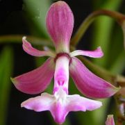 Muda de Orquídea Epidendrum revolutum ESP-142-1