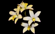 Muda de Orquídea Laelia Kleberi Magenta