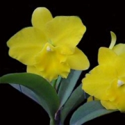 Muda de Orquídea Laelia purpurata x Blc Bryce Canyon Splendiferou x Blc Gorgeous Gold Pokai 7946-3