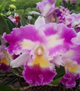 Muda de Orquídea Lc Color Guard Magic Color 506