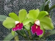 Muda de Orquídea Lc Kencolor 72