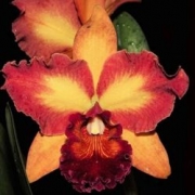 Muda de Orquídea Lc Mary Ellen Carter Dixie Hummingbird 283