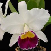 Muda de Orquídea Lc Sheila Lauterbach Equilab 27