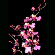 Muda de Orquídea Oncidium Kaiulani CO25-2