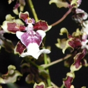 Muda de Orquídea Oncidium Sharry Baby Branca CO16-PA
