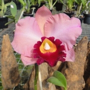 Muda de Orquídea Pot Amazon Anniversary 189