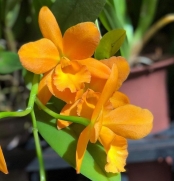 Muda de Orquídea Pot Jim Krull Hunabu 902