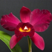 Muda de Orquídea Pot Kozos Scarlet Vi-Emi 500