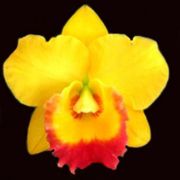 Muda de Orquídea Pot Love Call Tropical Queen 576