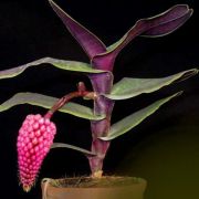 Muda de Orquídea Robiquetia cerina ESP-188-2
