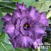 Muda de Rosa do Deserto Purple Blue EV-03821