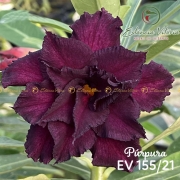 Muda de Rosa do Deserto Púrpura EV-15521