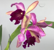 Orquídea (L purpurata Estriata Itapeva x Flamea escura) x Lc. Drumbeat Triumph PL-6685