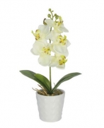 Orquídea Phalaenopsis Artificial  X5 Branca com Pote Branco 24cm - 36684001