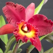 Muda de Orquídea Pot Sally Taylor Red X Blc Owen Holmes Ponkan 190