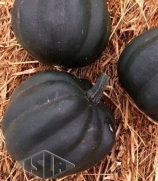 Sementes de Abobrinha Pérola Negra Híbrida Envelope com 20 Sementes (2,5g) - Isla Pro
