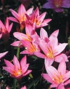 Zephyranthus Robustus Rosa (Lírio do Vento) - cartela com 8 bulbos