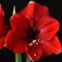 Amaryllis Carina vermelho - cartela com 1 bulbo