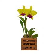 Cachepô para Orquídea Quadrado 11cm x 15cm em Madeira Peroba de Demolição - Foto 1