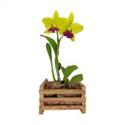 Cachepô para Orquídea Quadrado 11cm x 20cm em Madeira Peroba de Demolição - Foto 1