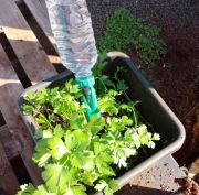 Gotejador para plantas Petgotta irrigação por gotejamento - Foto 4