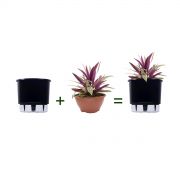 Kit Completo para plantio de Abacaxi Roxo com vaso autoirrigável Grande Preto - Foto 1