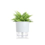 Kit Completo para plantio de Mini Samambaia Havaiana com vaso autoirrigável Médio Branco