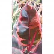 Muda de Ficus Elastica Ruby Pote 17 - Foto 1