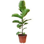 Muda de Ficus Lyrata Bambino Pote 15