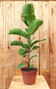 Muda de Ficus Lyrata Bambino Pote 15