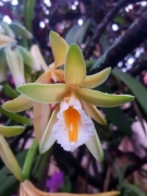 Muda de Orquídea Baunilha Vanilla planifolia feita de estaca - Foto 0