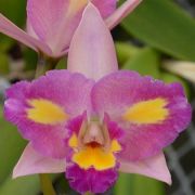 Muda de Orquídea Blc Pachara Fantasy 904-PA