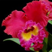 Muda de Orquídea Blc Tainan City 910-PA