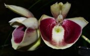 Muda de Orquídea Catasetum Pileatum x Durval Ferreira