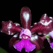 Muda de Orquídea Cattleya guttata Dark Princess self ESP-048-1