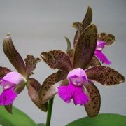 Muda de Orquídea Cattleya leopoldii var. tipo Gil ESP-073-1