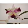 Muda de Orquídea Cattleya Sc. Batemanniana x Lc. Drumbeat Triumph HCC/AOS MS1628 ER