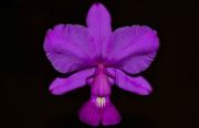 Muda de Orquídea Cattleya Walkeriana