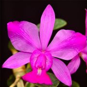 Muda de Orquídea Cattleya Walkeriana var flamea ESP-104-1