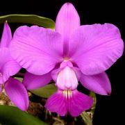 Muda de Orquídea Cattleya walkeriana var. tipo (Pink Smiles x Filha de Carla) ESP-108-2