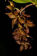 Muda de Orquídea Cycnhoches Cooperi x Herrenhusanum