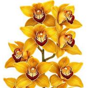 Muda de Orquídea Cymbidium Might 8387-1
