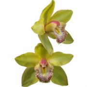 Muda de Orquídea Cymbidium Senne 8054
